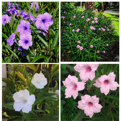 Set 3 of Mix Mexican Petunia Live Plants, Petunia Flower Plants Live Shrub Plant