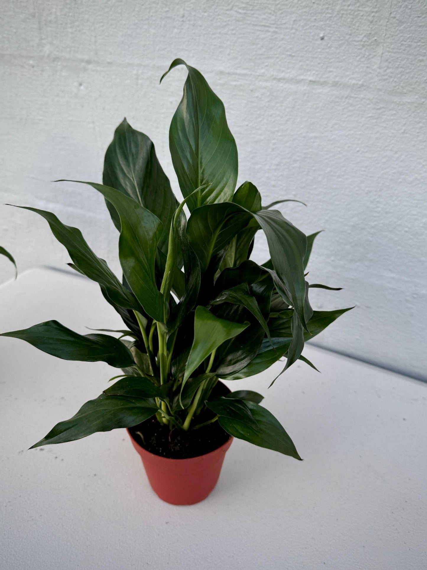 PLANTVERS Peace Lily in a 4” Grow Pot – Live Spathiphyllum – Flowering Air Purifying Plant – Easy Care & Low Maintenance Houseplant – Blooming Gift Plant (Peace Lily in a 4" Grow Pot)