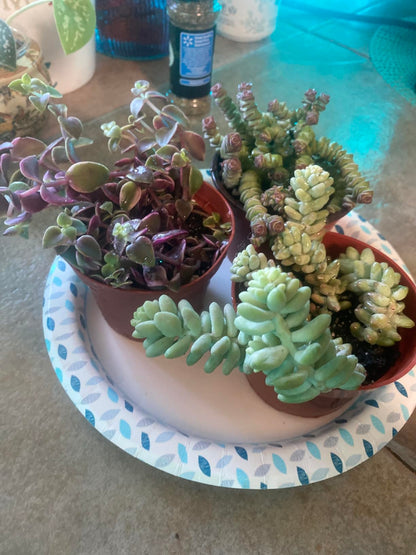 Sprout N Green Calico Kitten, Live Succulent Crassula Pellucida Variegata Fully Rooted in 4" Pot, Trailing Plant for Home Holiday Wedding Garden Hanging Decor, DIY Projects, Party Favor