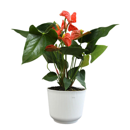 Orange Anthurium Live Plant Decor (Approx. 16-19" Tall), Real Flowers/House Plants in 6" White Pot, Floral Air Purifying Houseplants, Cool & Unique Gifts by Plants for Pets