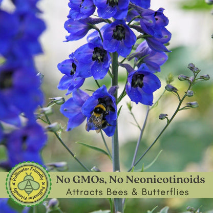 Clovers Garden Delphinium Black Knight (Larkspur) Live Plants - Two (2) Non-GMO Plants - Each 4" to 8" Tall in 4" Pots - Large Flower Spikes