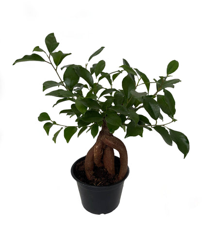 Chinese Ginseng Ficus Bonsai Tree - 6" Pot - House Plant or Bonsai