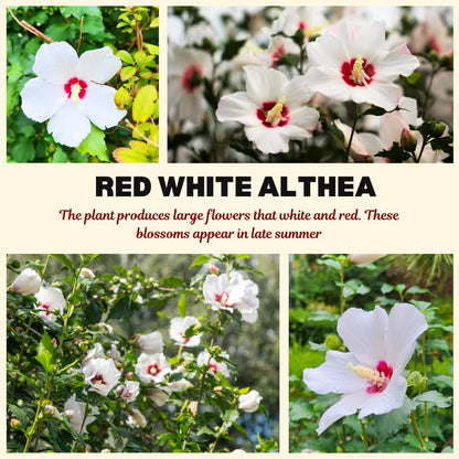 Rose of Sharon Plants Live, Full Rooted from 1.5 to 2.5 Feet Tall, Red White Althea Rose of Sharon Plant, Vibrant Flowers for Summer Color