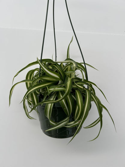Bonnie Curly Spider Plant in Premium Hanging Basket ~ Perfect for Home and Office Decor