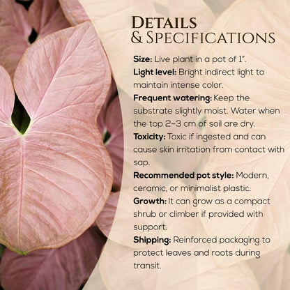 Syngonium Neon Robusta Plant (4 Pack) Live Starter Plants, Pink Arrowhead Vine Houseplants, Easy Care Indoor Tropical Plants Live, Colorful Foliage Plants