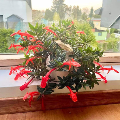 2 Packs Goldfish Plant Live Indoor Houseplant | Tropical Foliage Plant | 4-6 Inch Well Rooted Starter