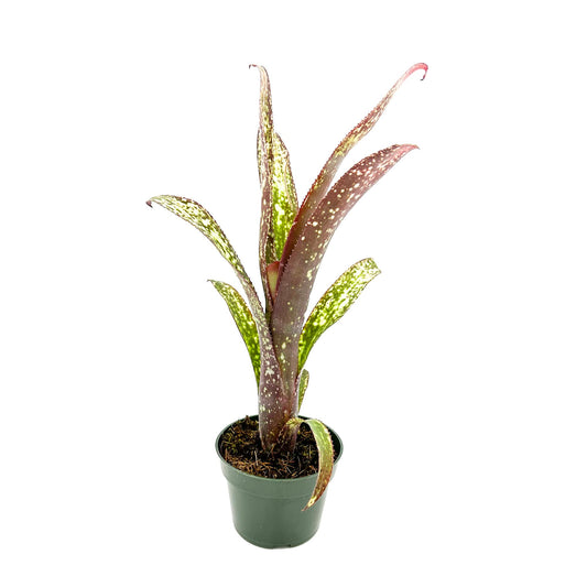 ragnaroc Live Plants – Bromeliad Billbergia Casa Blanca, 8-12" in 4" Pot - 1ct - Live Arrival Guaranteed - House Plants for Home Decor & Gift
