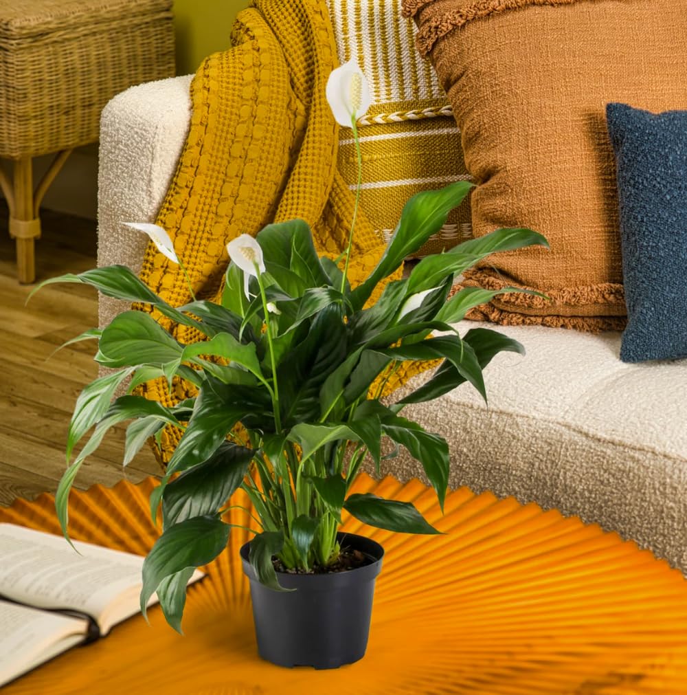 Live Peace Lily Plant (Spathiphyllum) – 18-inch Indoor Houseplant in 6-Inch Pot, Air Purifying, Low Maintenance, Easy-Care Plant for Home or Office Gift. California Delivery