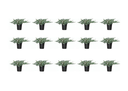 Blue Rug Juniper - 15 Live Plants - 4" Container Low Maintenance Evergreen Ground Cover