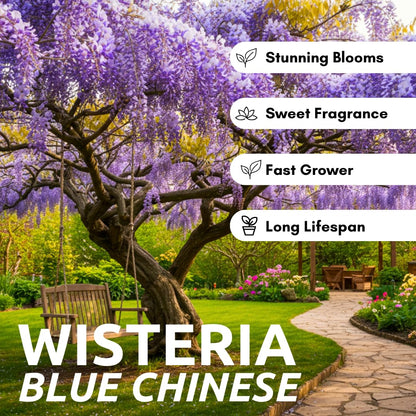 Purple Wisteria Seedlings for Planting - Live Tree Seedling to Grow - Wisteria sinensis - No Ship to California (1 Wisteria Plant)