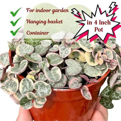 Variegated String of Hearts Plant Live Succulent 4 Inch Pot, Ceropegia Woodii Variegata, Hanging Plant for Home Office Decor, 4-7 Inch Tall