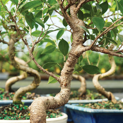 Brussel's Bonsai - Live Golden Gate Ficus Bonsai Tree with Ceramic Bonsai Pot & Humidity Tray, Indoor Bonsai Plant, 10 Years Old, 16-20 Inches Tall, Easy Care Houseplant for Home or Office (Large)