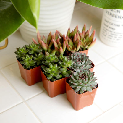 Live Succulents Plant Pack (6-Pack), Real Succulent Plants & Mini Plants for Beginners, Live House Plants, Mini Succulents, Outdoor & Indoor Plants, Live Plants in 2" Grower Pots by Plants for Pets