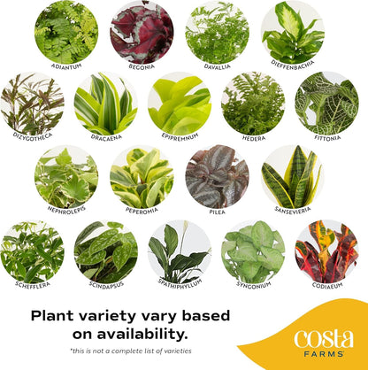 Costa Farms Live Indoor House Plants (2-Pack), Hand Selected Easy to Maintain Indoor Assorted Houseplants in Plant Pots, Curated Air Purifying Mix, Low Light, Home Office Decor Plant Gift