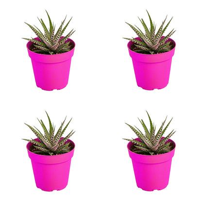 4 Pack Zebra Succulent in 4in Pot - Live Plants Tropical Houseplants | Variegated | USA Growers | The Snobby Leaf