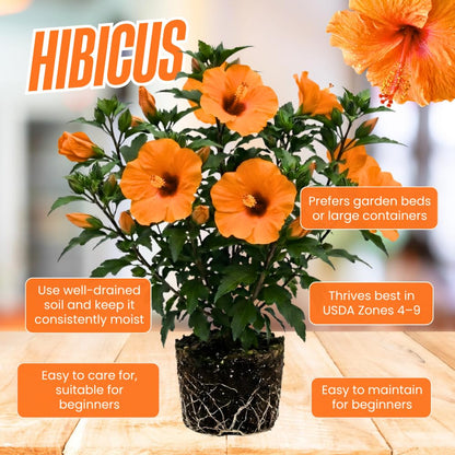 7 Hibiscus Cutting, Well-Rooted Hibiscus Flowers, Tropical Flowering for Indoor Outdoor Planting (Orange)