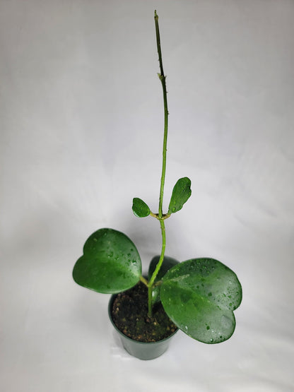 Hoya Kerrii with Heartshape Leaves Live Hoya Plant Great Gift for Mothers and Loved Ones Sweetheart Hoya Live Plant (Hoya Kerrii in 4" Pot, 4-6 Leaves Plant)