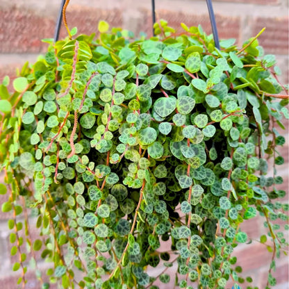 String of Turtles Live Plants, Easy Indoor Trailing Succulent in 2.5" Pot, Hanging Succulent Houseplant Indoor Outdoor Planting