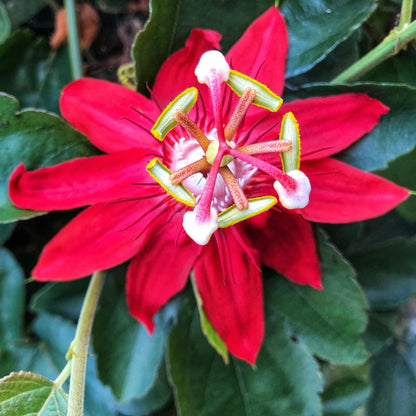 Set 2 Red Passion Flower Vine Plants - Live Passion Flowers Plants for Outdoor Garden, 4 to 8 Inch Size, Red Passion Flower Vine, Fragrant Flowers
