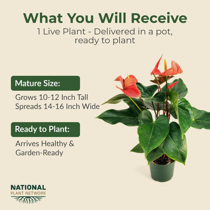 Lace Leaf Anthurium aren't You Orange Plant - Compact Anthuriums Live Plants for Indoors & Outdoors - Versatile & Adaptable Anthurium Flowering Plants - Ideal for Tabletops, Desks, and Indoor Spaces