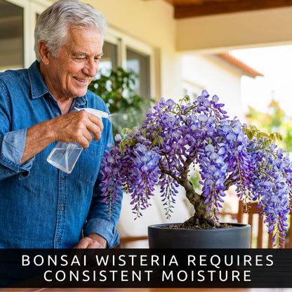 2 Wisteria Live Plants 1–2 Ft Tall – Flowering Wisteria Vine (Wisteria Floribunda) – Fast Growing Climbing Plant for Garden, Trellis, Pergola & Bonsai Training (2 Live Plants)
