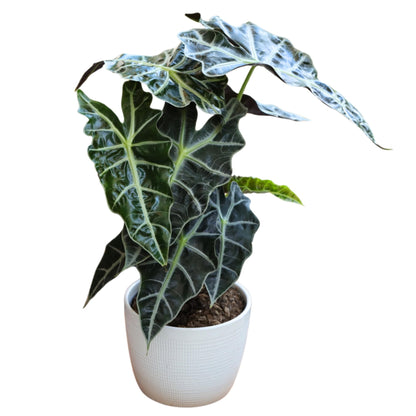 PLANTVERS Alocasia Polly Plant in a 4INCH Nursery Pot - Tropical Air Purifying Indoor Plants - Low Light Indoor Plant - Easy Care Houseplants