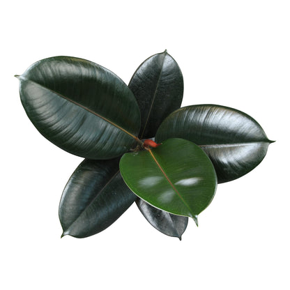 Burgundy Ficus Live Tree (Approx. 16" Tall) in 6 Inch Pot, Air Purifying Rubber Plant Decor, Easy Houseplants for Beginners by Plants for Pets