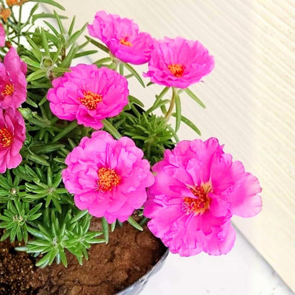 Set of 4 Live Portulaca Plants, Moss Rose Flower Plants, 4–7 Inches Tall, Ready for Indoor or Outdoor Planting (Deep Pink Portulaca)
