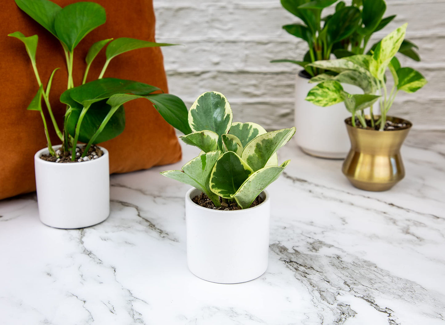 Live Snake Plant + Easy to Grow Houseplants (6-Pack)