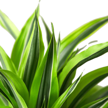 Dracaena Deremensis 'Lemon Surprise' | Live Plant for Indoor & Outdoor | for Living Room, Office, Bathroom | (4" Pot)