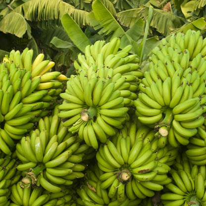 Live Banana Plant, Sweet Fruit Banana Tree, Tropical Plant, Well-Rooted, 4-7 Inches Tall, Ready for Planting (Grand Nain Banana)