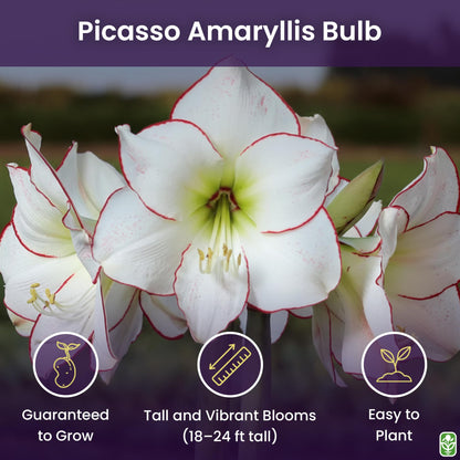 Picasso White Amaryllis Bulb – Large Bulb for Planting, Pink/Red Edges, 4-8 Blooms, 16–24" Tall – Elegant Indoor & Outdoor Plant – Low-Maintenance Amaryllis Bulb (Not in Wax)