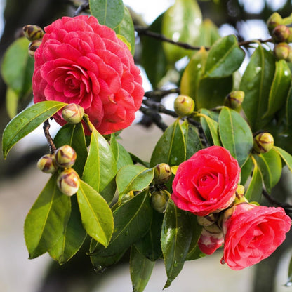 Live Plant - Tom Knudsenunique Bloom Camellia Japonica-Live Starter Plant