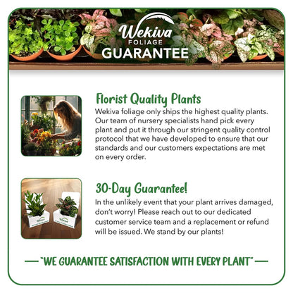 Purple Possum Passion Fruit Plant - 1 Live Plant in a 4 Inch Growers Pot - Passiflora Edulis - Edible Fruit Bearing Vine for The Patio and Garden