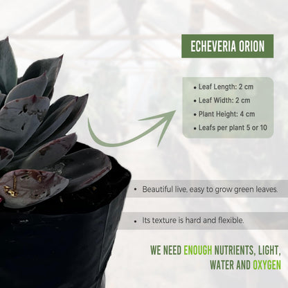LEAL PLANTS ECUADOR Echeveria Orion (Pack of 2)| Echeveria Succulent Purple Pearl |Natural Décor Plant | Echeveria lilacina x E. pulidonis Evergreen Live Indoor Plant