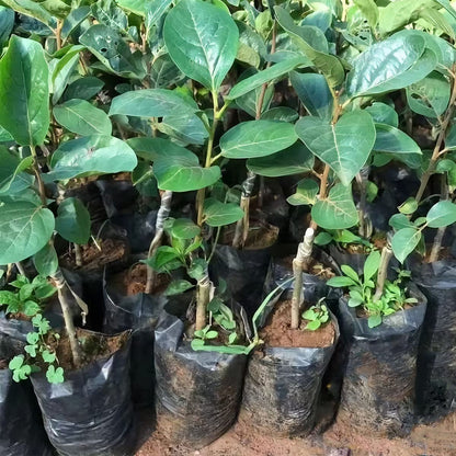 Belit 100 Pcs Plant Nursery Bags, Plastic Seedling Pots Container for Fruit Tree, Flower, Starting saplings, Plant Grow(3.5"x6.6")
