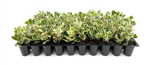 Ficus Triangularis | 3 Live Plants | Ficus Triangularis | Indoor Houseplant | Live Evergreen Tree | Low Maintenance | Air Purifying | Unique Leaf Shape | Home or Office Decor