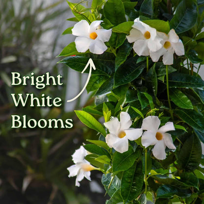 Live Mandevilla Vine Plant - Trellis - White Giant - Tropical Plants of Florida - Overall Height 36" (Plant Only)
