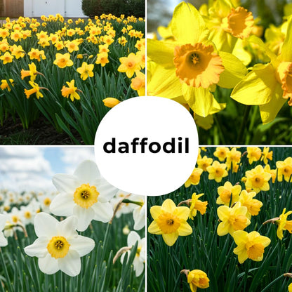 Large Flowering Mix Daffodil Bulbs for Planting, Stunning Perennial Flower Bulbs, Borders, Garden, Landscaping, Bulb Size 12/14 cm, Large Flowering Daffs (25 Bulbs)