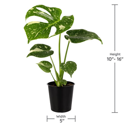 Green Circle Growers 6P Assorted Foliage, Grower Pots, Live Plants
