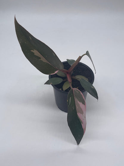 BubbleBlooms Philodendron Pink Princess in a 4 inch Pot Extremely Rare House Plant
