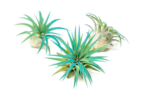Teal Blue Colorful Tillandsia Air Plants - Long Lasting Color Enhanced Live Tillandsia Succulent House Plants - Home and Garden Decor - Easy Care Indoor and Outdoor (Ionantha Rubra, Pack of 3)