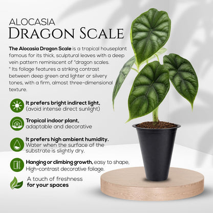 Alocasia Plant Collection (4 Pack) -Cuprea, Mickey Mouse, Silver Dragon, Dragon Scale- Rare Indoor Houseplants, Exotic Elephant Ear Plants Live, Live Starter Plants.