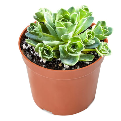 Sprout N Green Greenovia Dodrantalis | Aeonium dodrantale, 1 Live Succulent Plant Fully Rooted in 4" Pot, House Plant for Indoor Outdoor Home Office Wedding Decoration DIY Project Party Favor