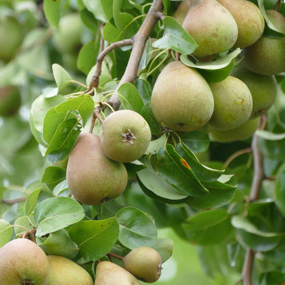 9 Months Old Pear Tree Live Plant for Spring Planting, Sugar Sweet Pears 8-10 Inches in Tall, No Pot, Dormant in Winter, No Leaf, Cold Hardy Pear Home Orchard Yard