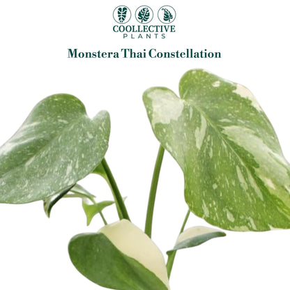 CoollectivePlants Monstera Thai Constellation – Live Indoor Plant in 2″ Grower Pot, Variegated Monstera Houseplant, Easy Care Low Maintenance Tropical Plant for Home or Office