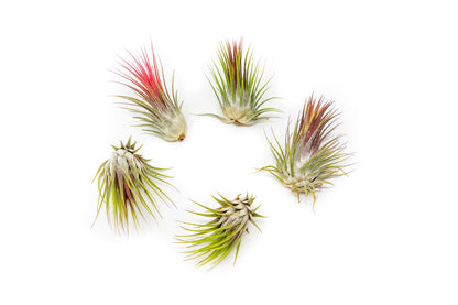 5 Pack Large Air Plants Tillandsia Ionantha Guatemala - Live Succulent House Plants - Available in Wholesale and Bulk - Home and Garden Decor - Easy Care Indoor and Outdoor Plants (Pack of 5)