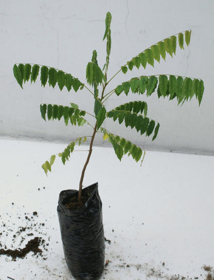 Averrhoa Bilimbi (Cucumber Tree) Bilimbi Tropical Live Fruit Tree(10inch-1ft)