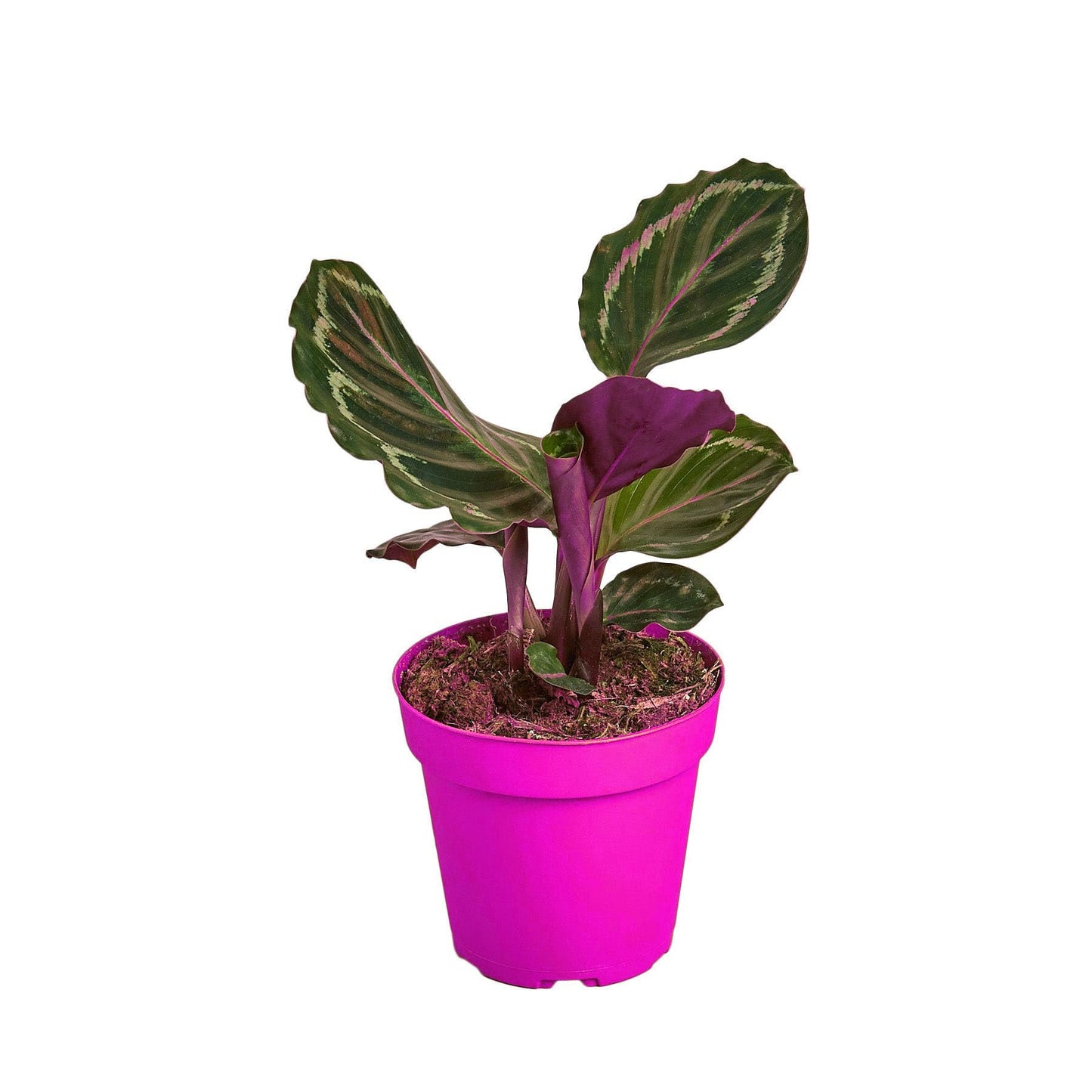 5 Pack Calathea Roseopicta 'Medallion' - 6" Pot in 6in Pot - Live Tropical Houseplant - Easy to Grow | Air Purifying | Pet Friendly | Variegated | USA Growers | The Snobby Leaf