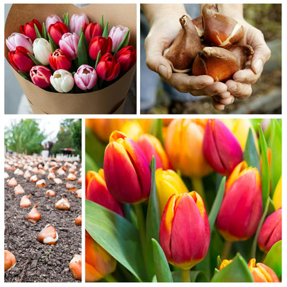Mixed Color Tulip Bulbs for Planting - Easy to Grow Perennial Tulips, Top Size Bulbs (20 Bulbs)